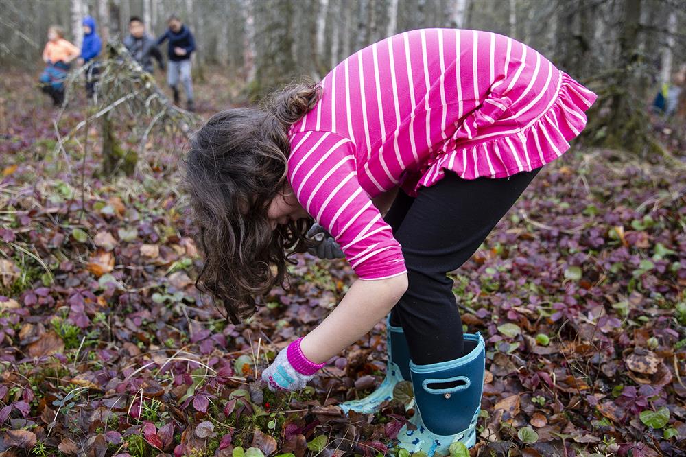 A student gathers berries for identification while on a nature walk in Cheryl Silcox's second-grade class. 